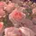 🌷Random💗Editor🌸