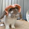 Hoppin with nutmeg-avatar