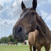 Horse_edits🔛🔝-avatar