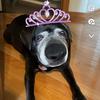 Averytheswiftpug-avatar