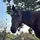 Riley.Eq