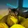 kennythecat031