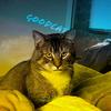 kennythecat031-avatar