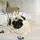 Puginnit 