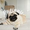 Puginnit -avatar