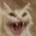 Screaming cat