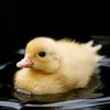 DUCKS!! 🤍🌷🎀💍🫀-avatar