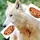 -⃝⃤pie.the.wolf -⃝⃤