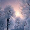 Sky Winter (Comp!)-avatar