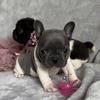 Oklahoma Frenchies-avatar