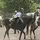 My horse yankee
