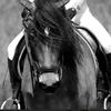 L.R.eventing-avatar
