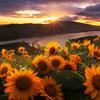 Sunflower 🌻-avatar