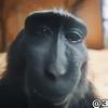 Happymonkey-avatar