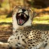The Giggling Cheetah-avatar