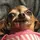 doggotemplates