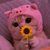 Cat cute ✨-avatar