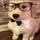 DogWithGlasses