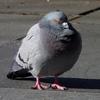 Pigeon hehe-avatar