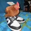 Chicken In Shoes-avatar