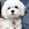 Mulligan the Maltese-avatar