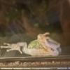 •Frog on the window•-avatar