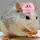 RatWithTheKirbyHat