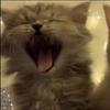 ♧🎧★~RISA ♥︎ CATS★~♤-avatar