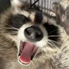 TrashPanda<3-avatar