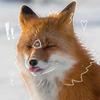 ⭐Star_fox -⃝⃤-avatar