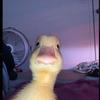 lucky.duck-avatar