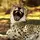 The Giggling Cheetah