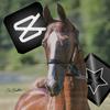 Ray’s horse_eq-avatar