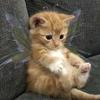 hey kitty!<3-avatar