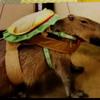 capybara -avatar