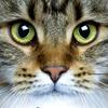 Pet Friendly345-avatar