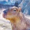 capybara-au-calme-avatar