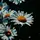 GiEditCut√