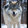 Wolf_Girl-avatar