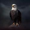 ✟ águia branca ✟-avatar