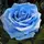 blue rose be happy 
