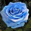 blue rose be happy -avatar
