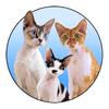 The Rockstar Cats 🎸-avatar