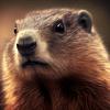 marmota cristã ✝️-avatar