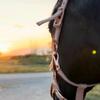 Tal do frente aberta, bixo é bonito!🔥🐴 #vaiprofycaramba #horse #cava