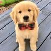 Puppies4life-avatar
