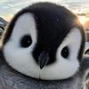 Itz_pinguino-avatar