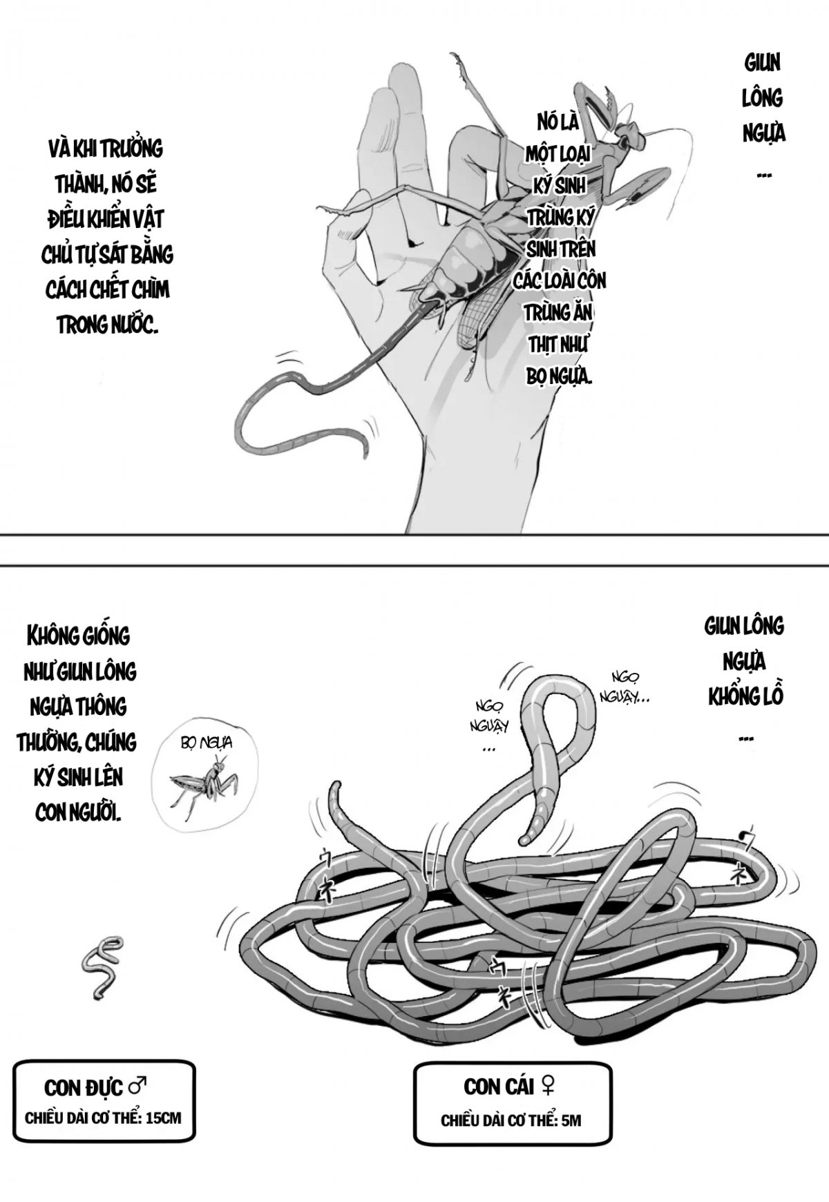 Đọc truyện hentai Vòng đời của giun lông ngựa khổng lồ - Oneshot